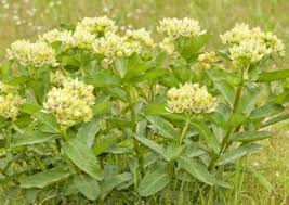 Image result for Dicliptera transvaalensis