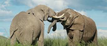 8 Animals That Can Kill An Elephant - A ...