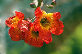 Image result for Fernandoa magnifica