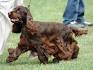Cocker Spaniel Puppies For Sale - AKC PuppyFinder