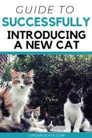Introducing The New Kitten To The Household Life Cats Cat Meeting Introducing A New Cat Cats