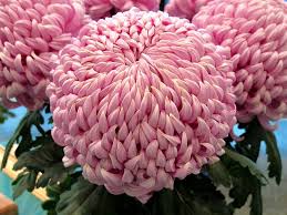 Pin On Chrysanthemums