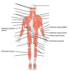 There are around 650 skeletal muscles within the typical human body. Human Anatomy Lab Manual