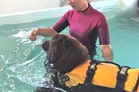 Rapie, tablissements, soins, hydroth, quipements. Spa Et Piscine De Remise En Forme Pour Les Chiens A Moyaux Le Pays D Auge