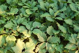 When do you plant pachysandra? Category Pachysandra Procumbens Wikimedia Commons