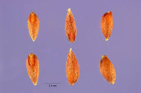 Image result for Dinebra