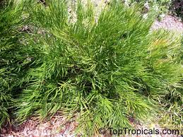 This popular landscaping palm works well for lining avenues, around pools and as accent trees. Zamia Integrifolia Zamia Floridana Coontie Coontie Palm Koonti Toptropicals Com