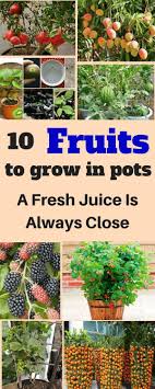 Hier Sind 10 Fruchte Die In Topfen Wachsen Konnen Und Ich Bin Mir Sicher Wenn Sie Dieser Anleitun Indoor Vegetable Gardening Growing Vegetables Fruit Garden