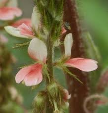 Image result for Indigofera astragalina-hirsuta