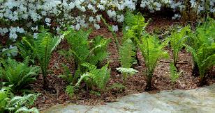 Image result for Struthiola rhodesiana