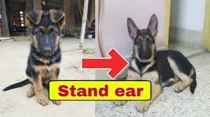 Show line german shepherds have an angulated back that slopes from high to low as the puppy will grow its ears will get straight. How To Stand Ear Of German Shepherd Youtube