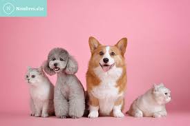 Nombres Originales Y Bonitos Para Mascotas Nombres Site