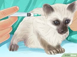 Check spelling or type a new query. 3 Ways To Identify Lumps On Your Cat Wikihow