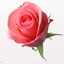 White means adorable and lovely. Rose Color Meanings Significance Of Roses Colorful Roses Bloomsvilla