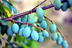 Regardless of the variety, the fruit's shape is typically round, although it can also be heart shaped or oval. Types Of Plum Trees Best Plum Tree Varieties