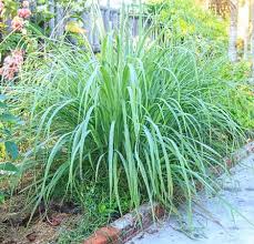 How often you should do this. Mosquitoes And Plants What Plants Attract And Repel Mosquitoes