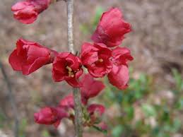 Image result for Chaenomeles japonica