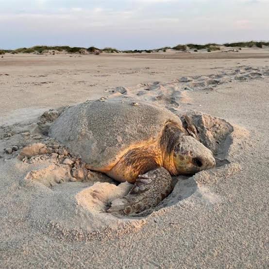 Outer Banks beaches see busy 2023 sea turtle nesting season