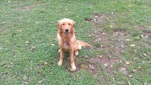 Since 2004 victor & ashley mcshan started our program together 16 years ago as a veteran owned and family operated organization and through. Golden Retriever Puppy 8 Months Old For Sale In Indianapolis Indiana Classified Americanlisted Com