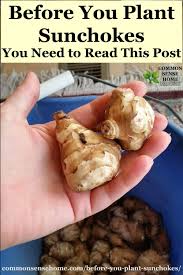 The plant hardiness zones we've all grown accustomed to have changed. Before You Plant Sunchokes You Need To Read This Post