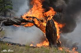 Penticton fire department provides a range of services including fire suppression, medical emergencies, motor vehicle incidents, industrial accidents and all types of specialized and technical rescues. Richter Creek Fire 400 Ha Penticton News Castanet Net