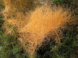 Image result for Cordylostigma microcalum