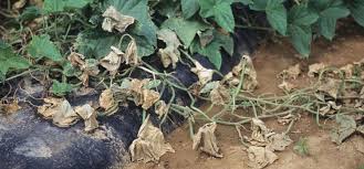 Early blight symptoms usually begin after. Squash Bacterial Wilt Guide