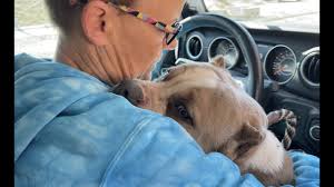 Stray Rescue of St. Louis