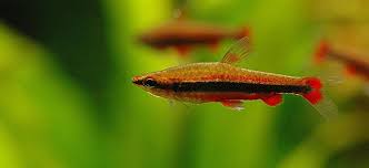 Аквариумная рыбка, нанностомус бекфорда, nannostomus beckfor. Golden Pencilfish Behaviour Shoaling Habitat Size Water Ph Feeding And Tankmates Fish Profile Golden Pencilfish