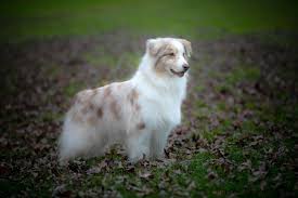 Australian Shepherd Corgi Mix Full Breed Guide: Reasons To Avoid – Innovet  Pet
