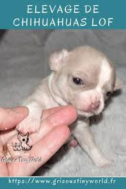 Superbe Chiot Chihuahua Lavande Elevage Chihuahua Chihuahua Chiot
