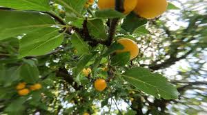 Image result for Ximenia americana