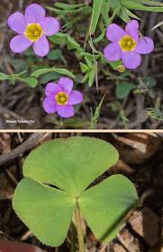 Image result for Oxalis obliquifolia