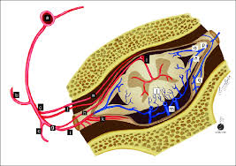 Arteries carry blood away from the heart in two distinct pathways: Illustration Of Sdavf At Lower Thoracic Level Arteries Are Labeled Download Scientific Diagram