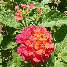 Image result for Lantana angolensis