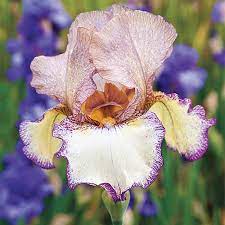 Reblooming German Iris Las Vegas Fall Planting K Van Bourgondien Iris Flowers Iris Bearded Iris