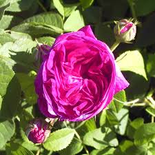 Check spelling or type a new query. Charles De Mills Rose Intensiv Rosa Violett Ca 150cm Unbekannt Rosa Charles De Mills Online Bestellen