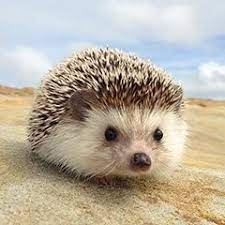24 Long Curly Wigs For African American Women The Same As The Hairstyle In The Picture Wigs For Black Women Lace F Cute Animals Cute Hedgehog Hedgehog Pet
