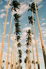 Decor Trend Tropicali California Travel Palm Springs California Palm Trees
