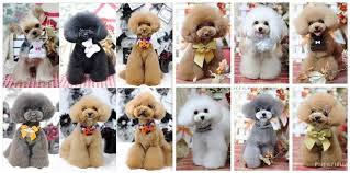 Hair of the dog never looked so chic. Dog Grooming Amazing Dog Hairstyles Home Facebook