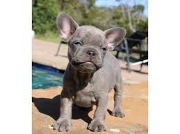 California is the 3rd largest state so it has much land to offer. French Bulldog Puppies Available In Los Angeles California Puppies For Sale Near Me