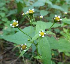 Image result for Galinsoga parviflora