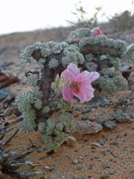 Image result for Monsonia