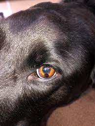Dog S Eye Should I Be Concerned About This Spot R Vettech