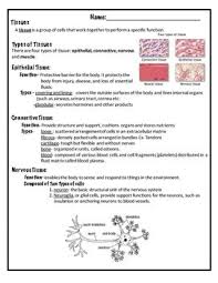 Types Of Tissue Notes Tissue Types Human Body Systems