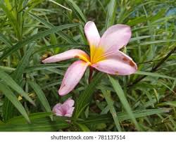 Check spelling or type a new query. Purple Flowers Bunga Cempaka Stock Photo Edit Now 781137514