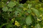 Image result for Hippocratea volkensii