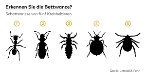 Häufig auftretende silberfische in bad und bett hingegen können ein zeichen von schimmelbefall in der wohnung sein, da diese insekten sich unter anderem von schimmel ernähren. Blutsauger Konnen Sie Bettwanzen Sicher Erkennen Welt Bettwanzen Bett Ungeziefer