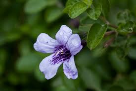 Image result for Dyschoriste thunbergiiflora