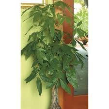 We did not find results for: Pachira Money Tree L20962hp In The House Plants Department At Lowes Com